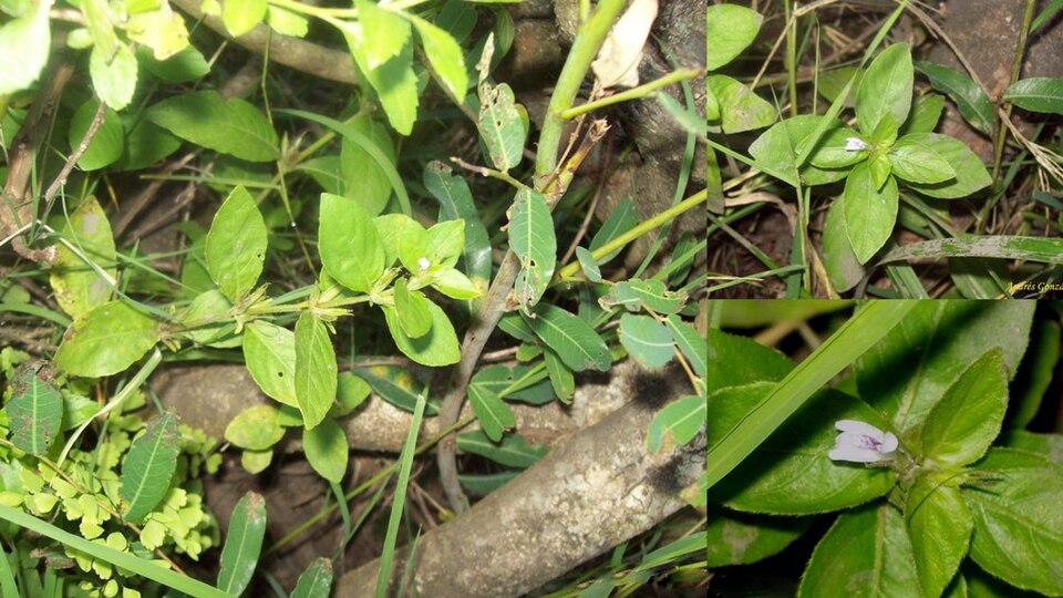 Hygrophila costata — Hygrophila costata. Soortbeeld; groeivorm en kleur kunnen verschillen tussen boven- en onderwatergroei.