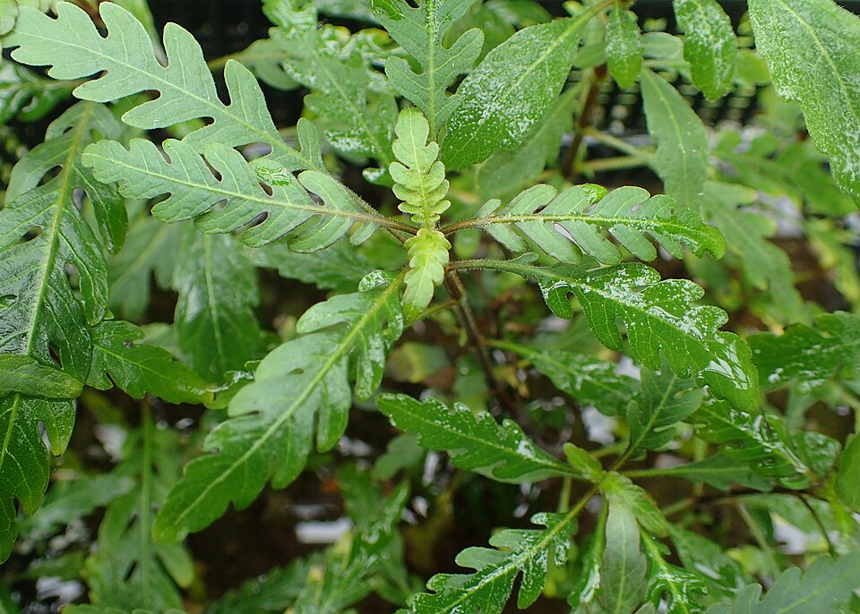Veerbladige hygrophila — Hygrophila pinnatifida