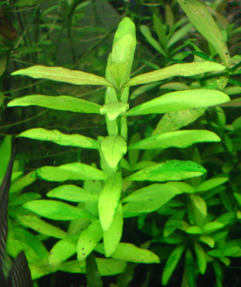 Belgisch groen — Hygrophila polysperma