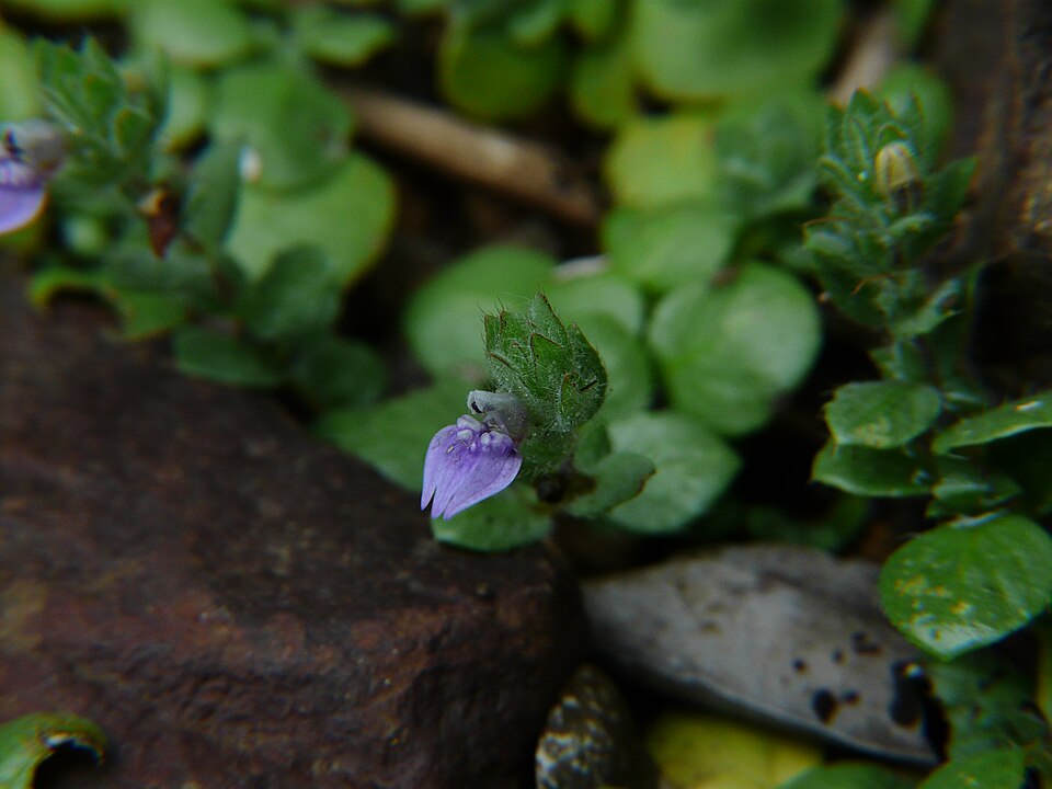 Hygrophila serpyllum — Hygrophila serpyllum. Soortbeeld; groeivorm en kleur kunnen verschillen tussen boven- en onderwatergroei.