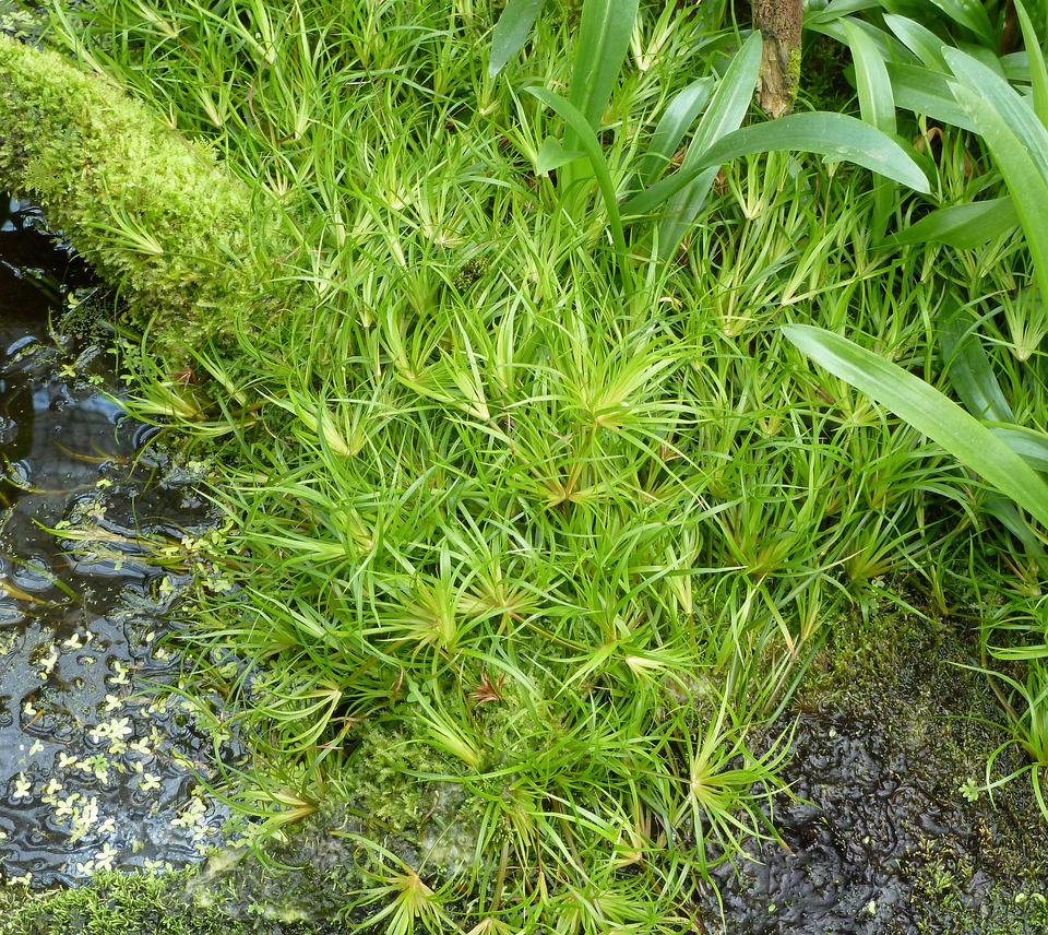 Juncus repens — Juncus repens. Soortbeeld; groeivorm en kleur kunnen verschillen tussen boven- en onderwatergroei.