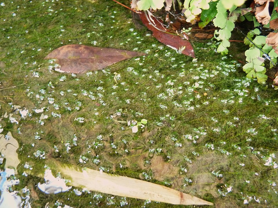 Leptodictyum riparium — Leptodictyum riparium. Soortbeeld; groeivorm en kleur kunnen verschillen tussen boven- en onderwatergroei.