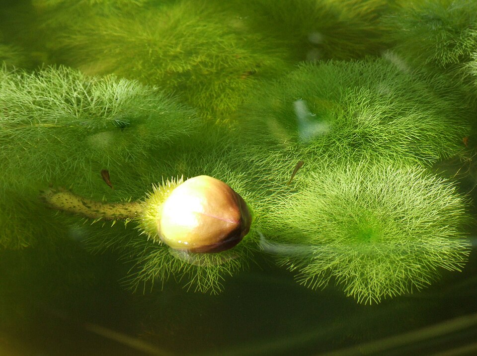 Limnophila aquatica — Limnophila aquatica. Soortbeeld; groeivorm en kleur kunnen verschillen tussen boven- en onderwatergroei.