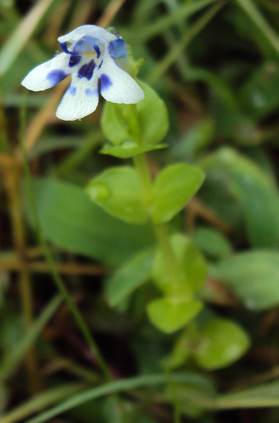 Lindernia rotundifolia — Lindernia rotundifolia. Soortbeeld; groeivorm en kleur kunnen verschillen tussen boven- en onderwatergroei.