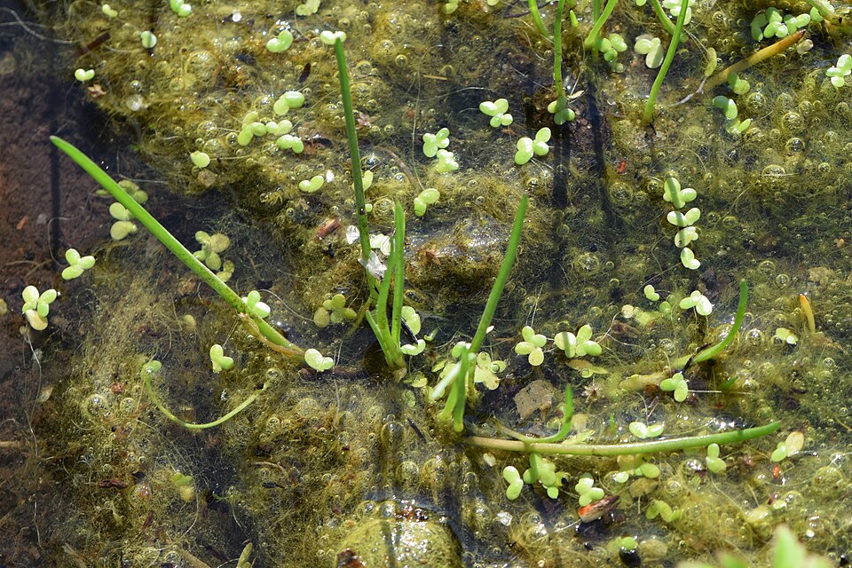 Littorella uniflora — Littorella uniflora. Soortbeeld; groeivorm en kleur kunnen verschillen tussen boven- en onderwatergroei.