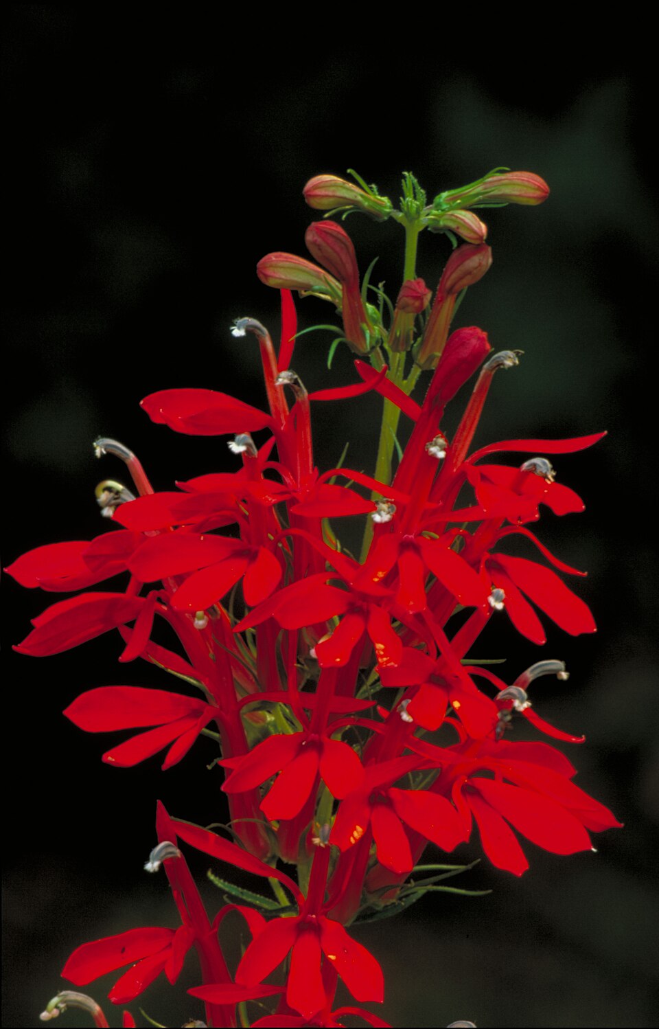 Lobelia cardinalis — Lobelia cardinalis. Bovenwaterbloei; de onderwatervorm ziet er anders uit.