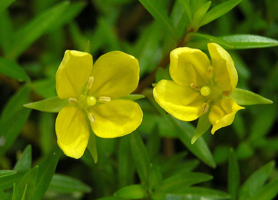 Ludwigia arcuata — Ludwigia arcuata. Detail van een bloem boven water.