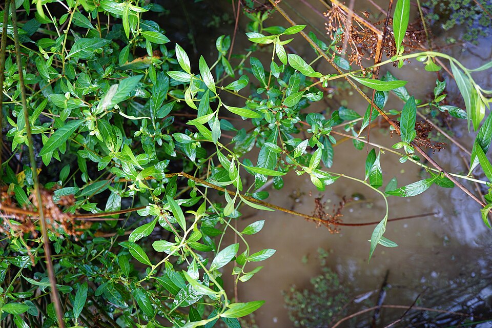 Ludwigia glandulosa — Ludwigia glandulosa. Soortbeeld; groeivorm en kleur kunnen verschillen tussen boven- en onderwatergroei.