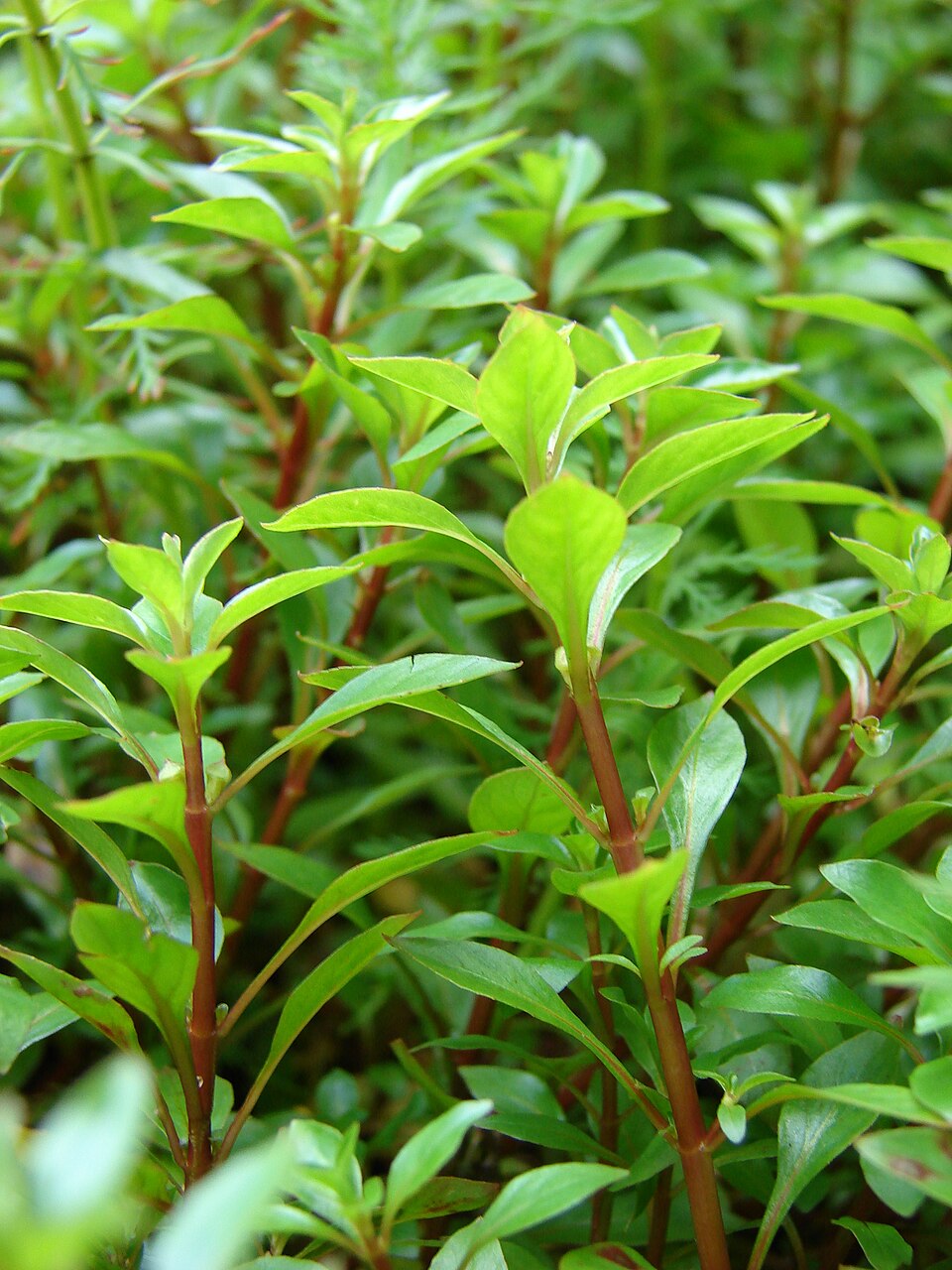 Rode ludwigia — Ludwigia palustris
