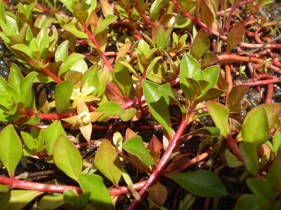 Ludwigia repens — Ludwigia repens. Soortbeeld; groeivorm en kleur kunnen verschillen tussen boven- en onderwatergroei.