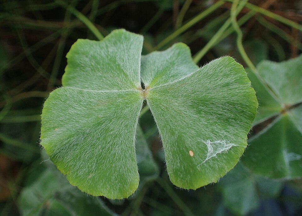 Marsilea hirsuta — Marsilea hirsuta. Soortbeeld; groeivorm en kleur kunnen verschillen tussen boven- en onderwatergroei.