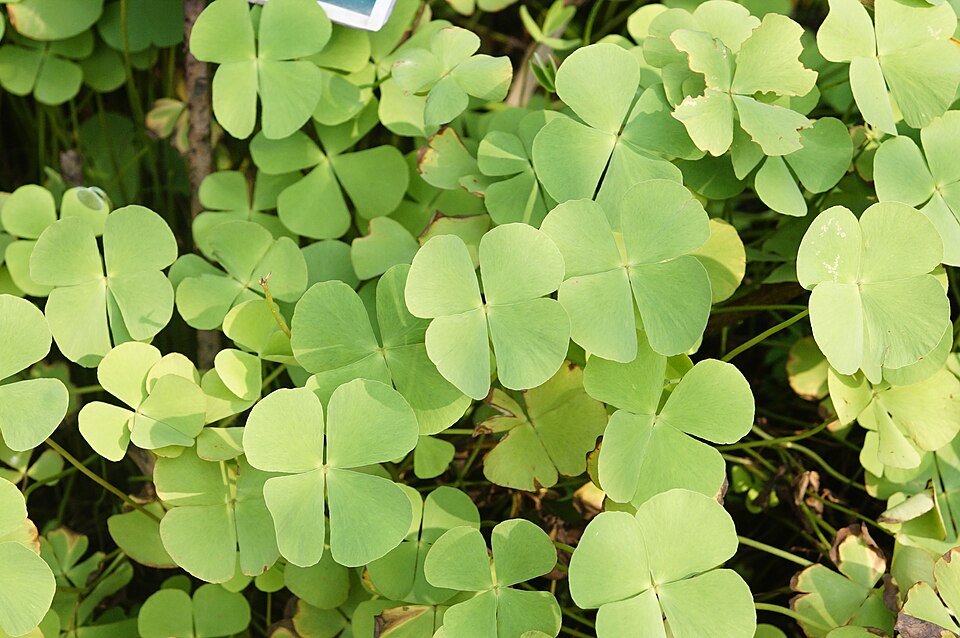 Marsilea minuta — Marsilea minuta. Soortbeeld; groeivorm en kleur kunnen verschillen tussen boven- en onderwatergroei.