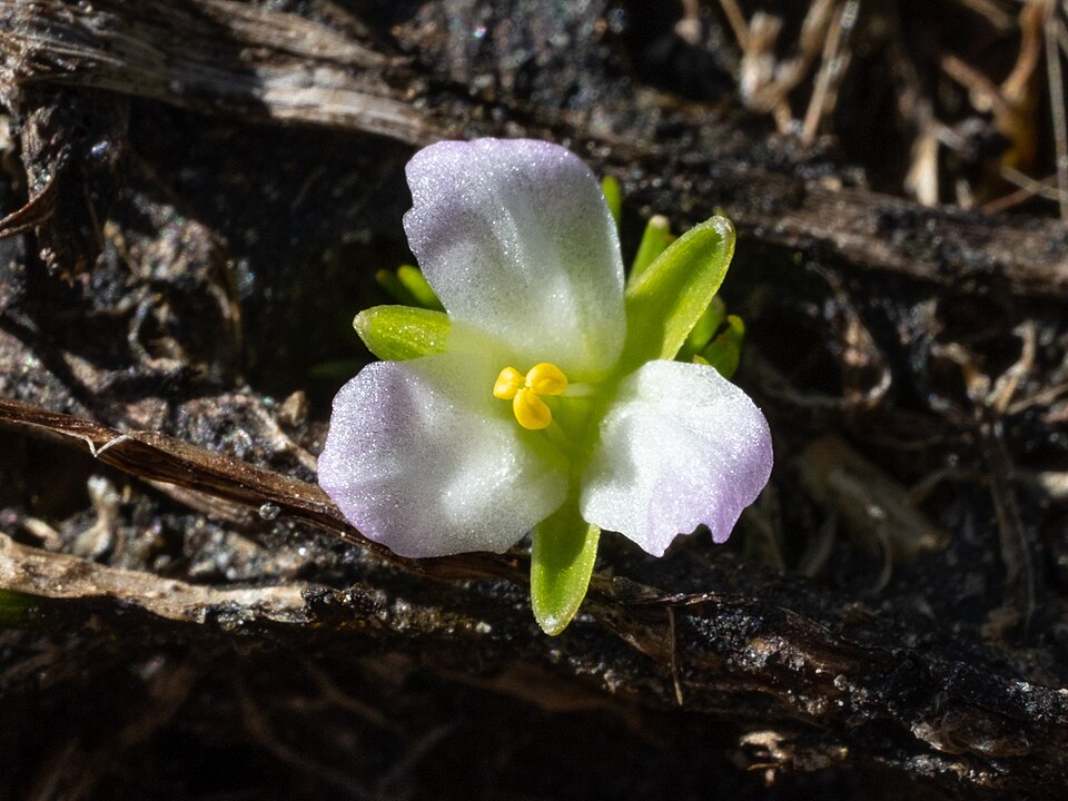 Mayaca fluviatilis — Mayaca fluviatilis. Detail van een bloem boven water.