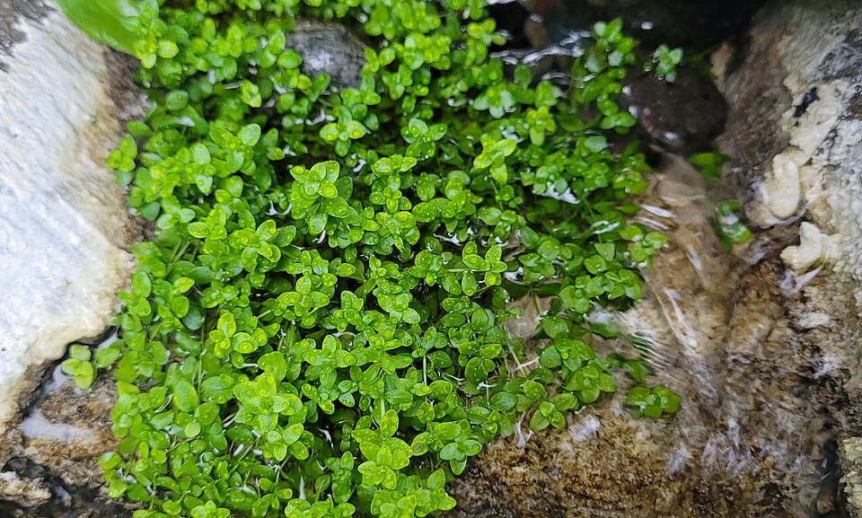 Micranthemum glomeratum — Micranthemum glomeratum. Soortbeeld; groeivorm en kleur kunnen verschillen tussen boven- en onderwatergroei.