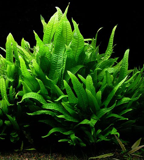 Javavaren — Microsorum pteropus