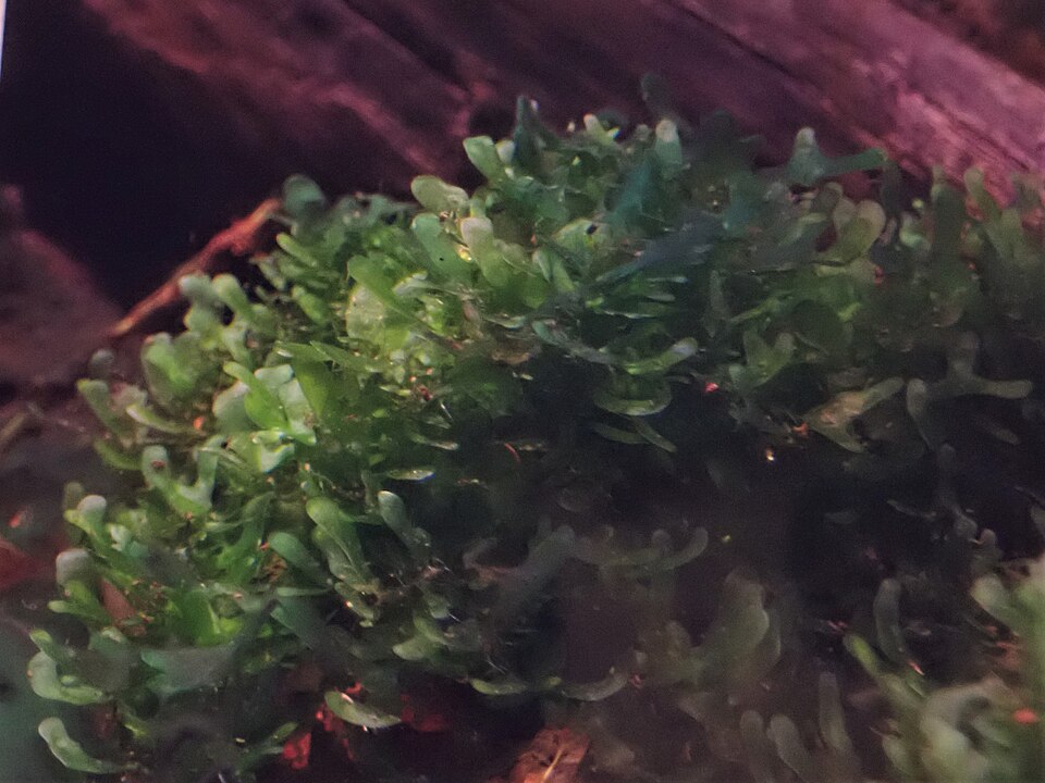 Monosolenium tenerum — Monosolenium tenerum. Soortbeeld; groeivorm en kleur kunnen verschillen tussen boven- en onderwatergroei.