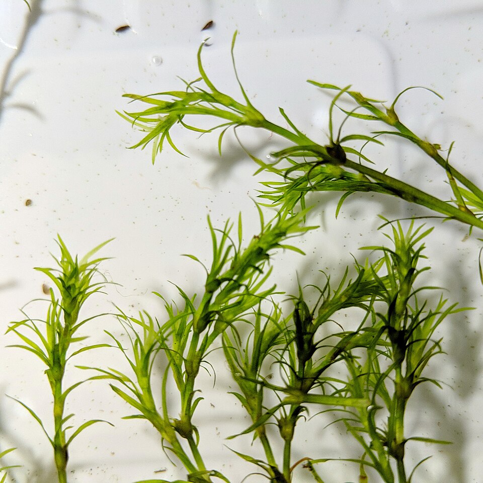 Najas guadalupensis — Najas guadalupensis. Soortbeeld; groeivorm en kleur kunnen verschillen tussen boven- en onderwatergroei.