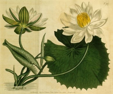 Tijgerlotus — Nymphaea lotus