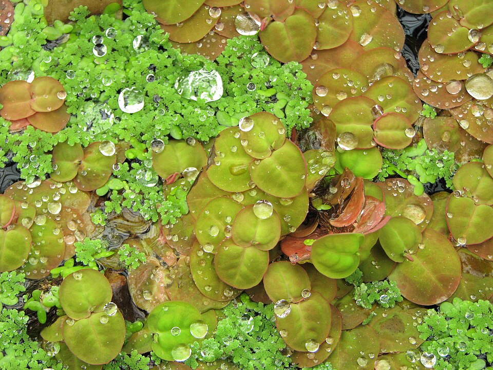 Phyllanthus fluitans — Phyllanthus fluitans. Soortbeeld; groeivorm en kleur kunnen verschillen tussen boven- en onderwatergroei.