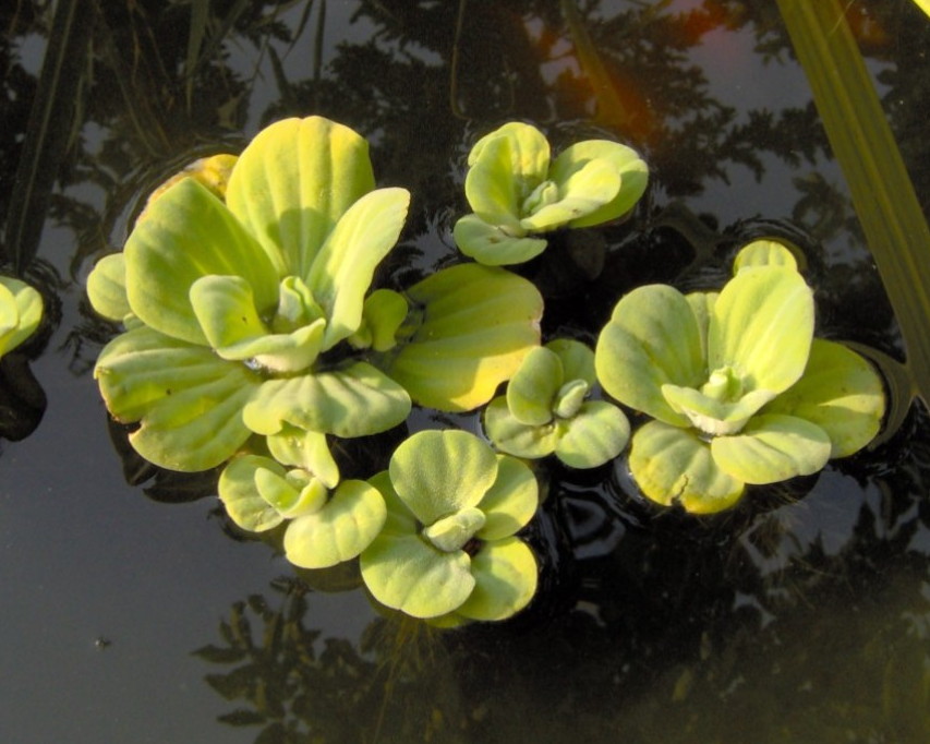 Watersla — Pistia stratiotes