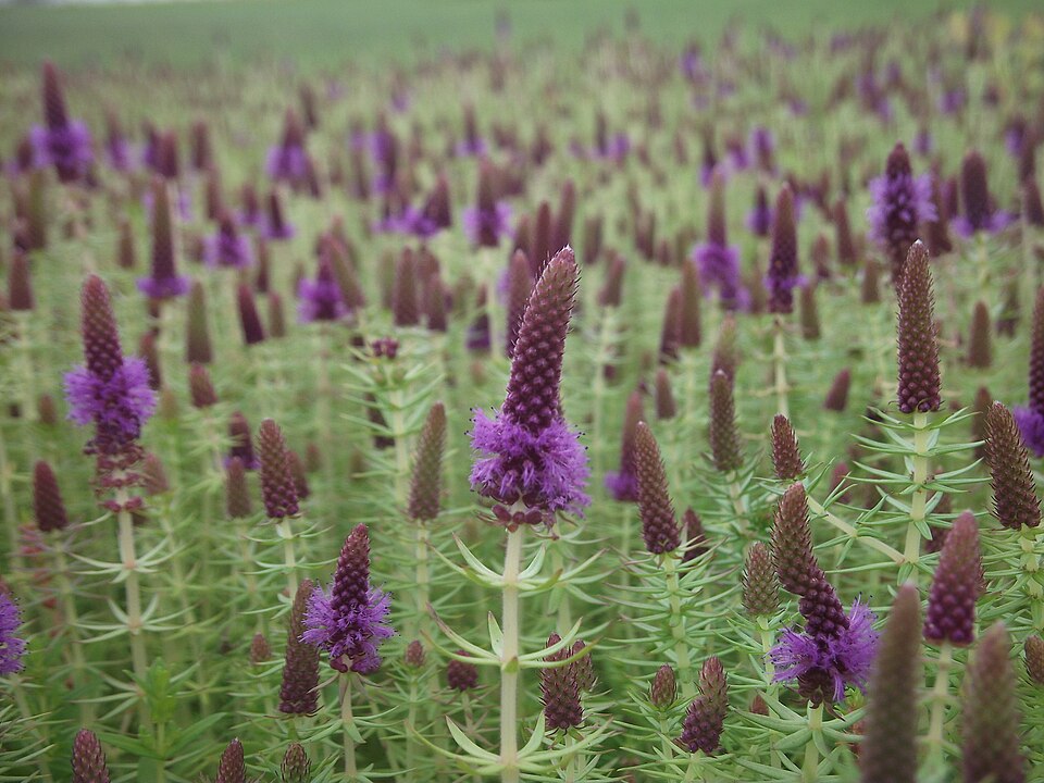 Pogostemon deccanensis — Pogostemon deccanensis. Bovenwaterbloei in het natuurlijke leefgebied.