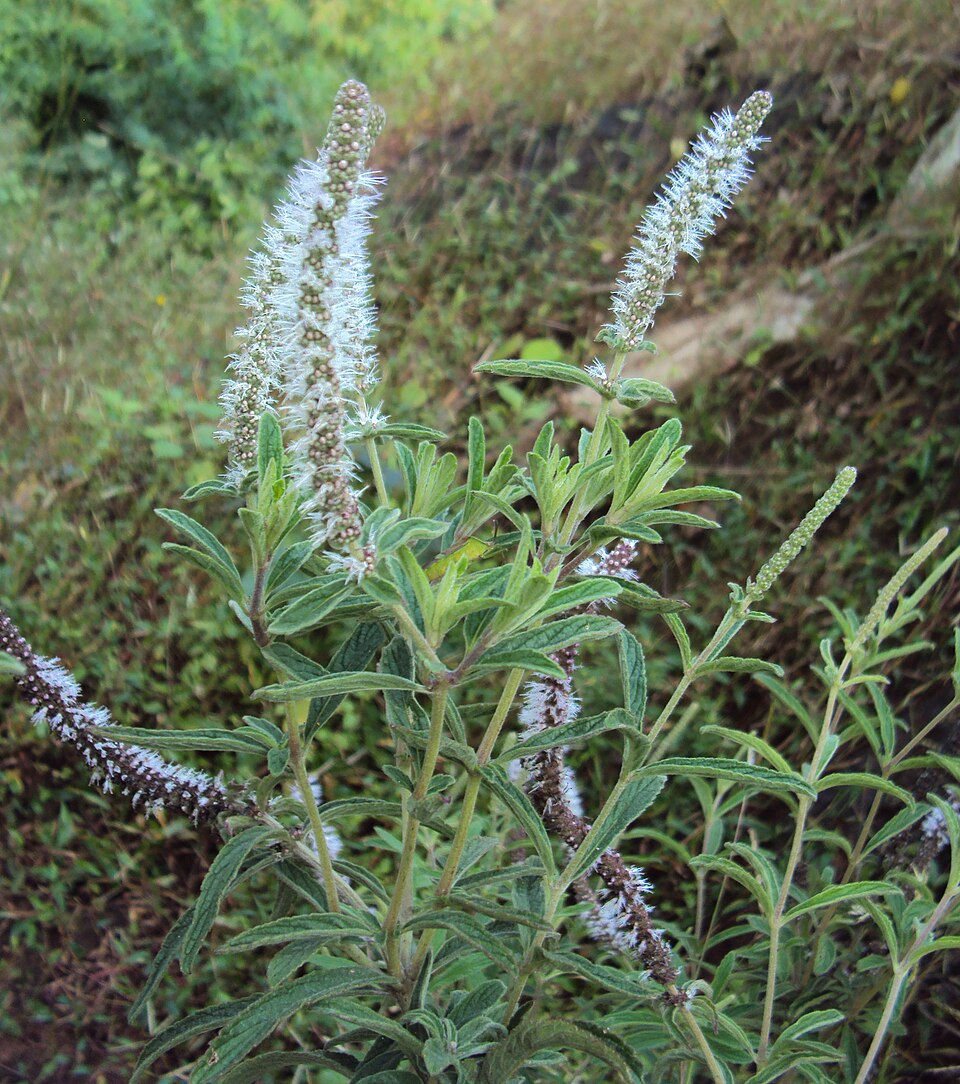 Pogostemon quadrifolius — Pogostemon quadrifolius. Bovenwaterbloei.