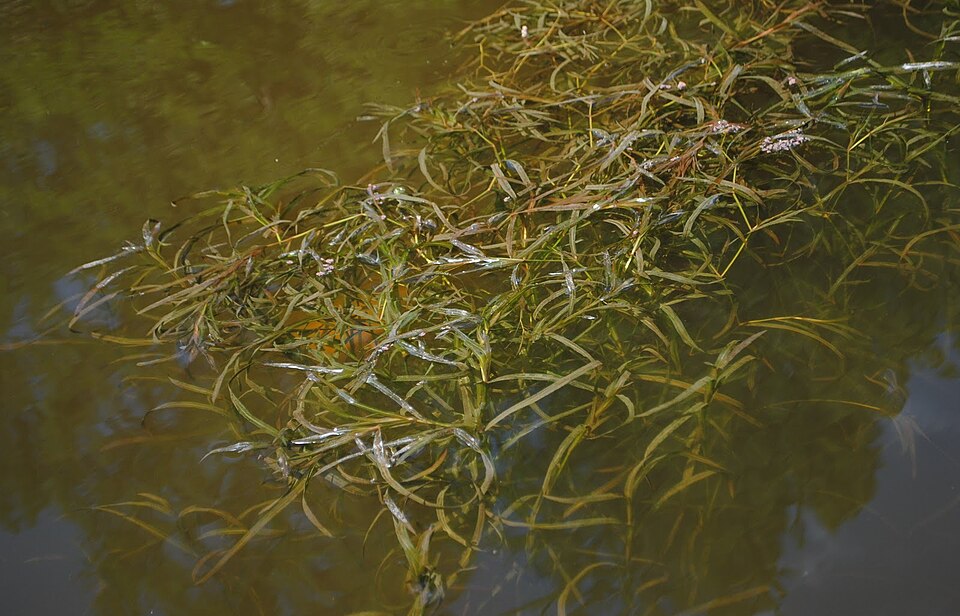 Potamogeton gayi — Potamogeton gayi. Soortbeeld; groeivorm en kleur kunnen verschillen tussen boven- en onderwatergroei.