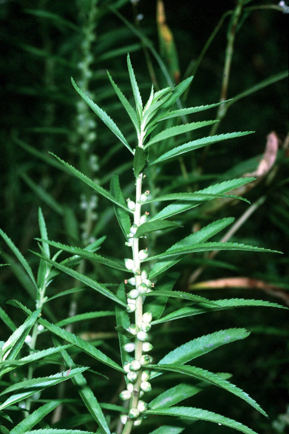 Proserpinaca palustris — Proserpinaca palustris. Soortbeeld; groeivorm en kleur kunnen verschillen tussen boven- en onderwatergroei.