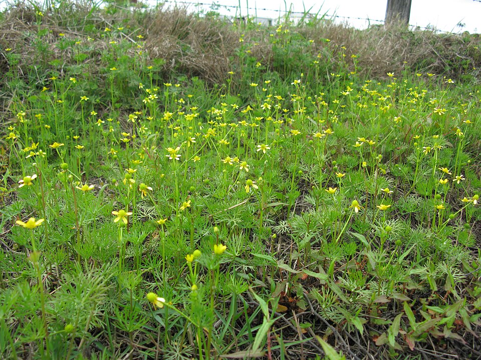Ranunculus inundatus — Ranunculus inundatus. Soortbeeld; groeivorm en kleur kunnen verschillen tussen boven- en onderwatergroei.