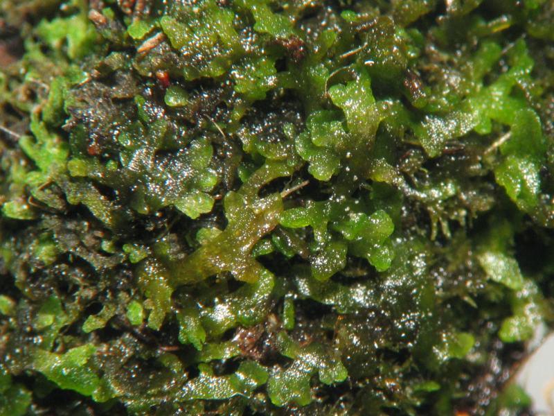 Koraalmos — Riccardia chamedryfolia