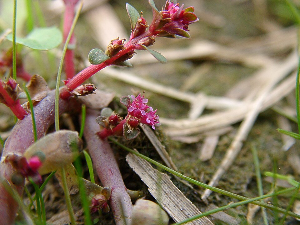 Rotala indica — Rotala indica. Bloeiend materiaal, in de bron aangeduid als var. uliginosa.