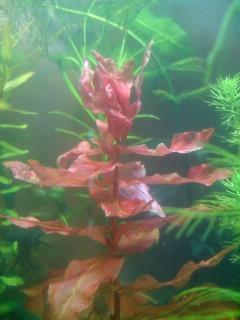 Rotala macrandra — Rotala macrandra. Onderwatergroei; de rode plant staat centraal.