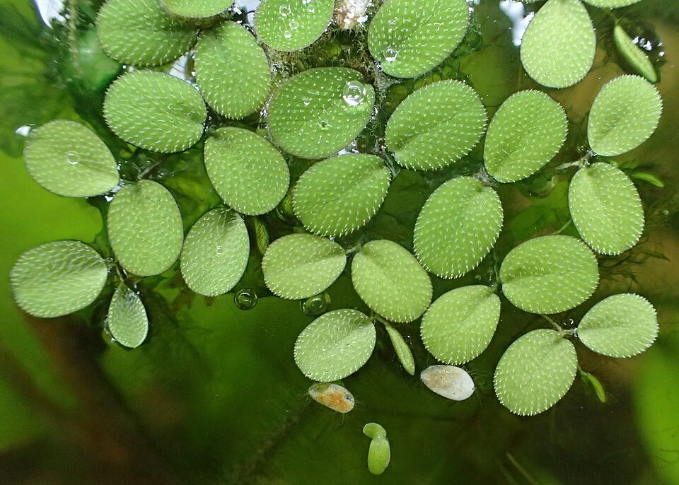 Kleine vlotvaren — Salvinia minima
