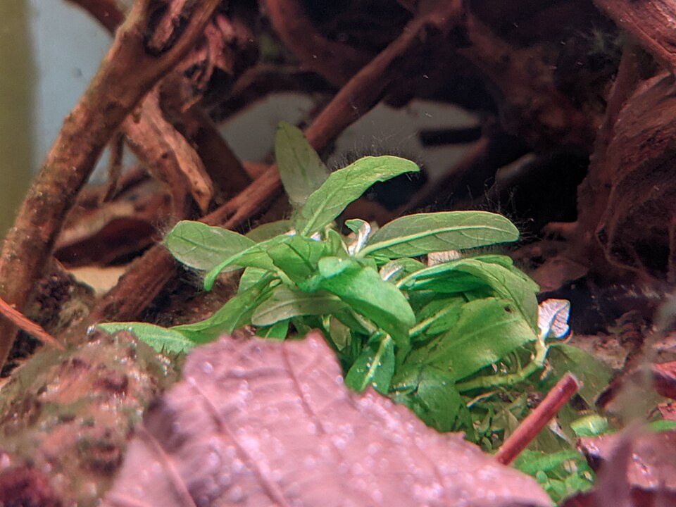 Kruipende staurogyne — Staurogyne repens