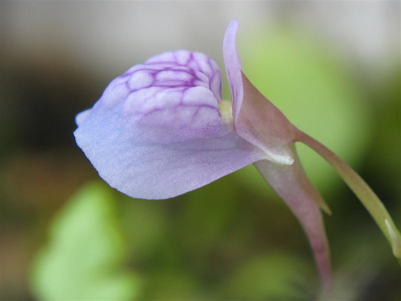Utricularia graminifolia — Utricularia graminifolia. Detail van een bloem boven water.