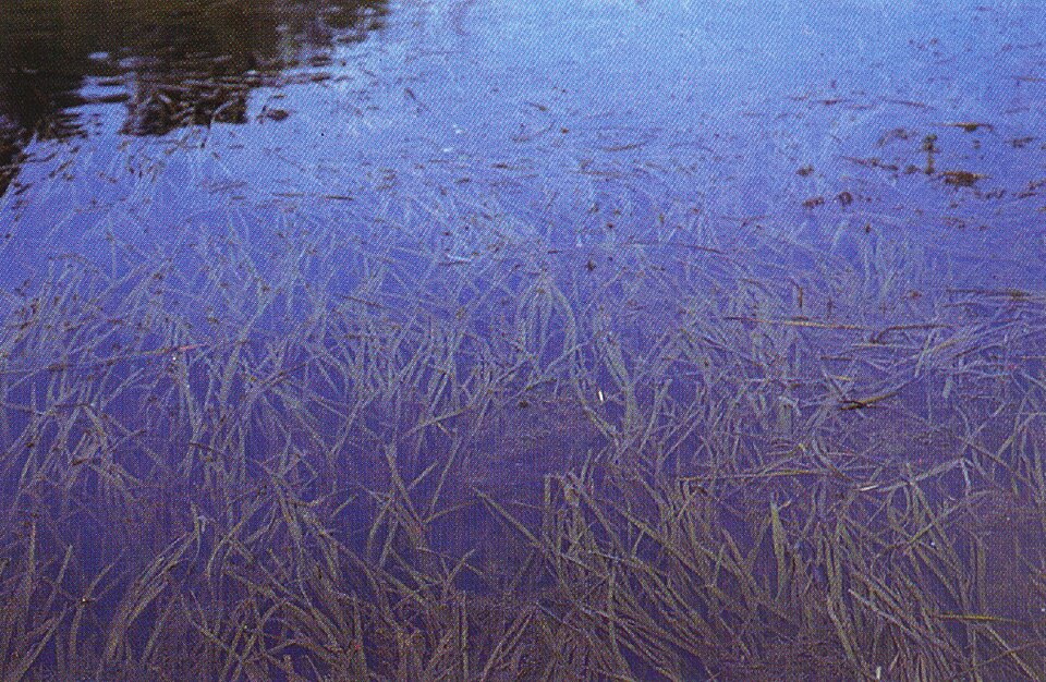 Vallisneria spiralis — Vallisneria spiralis. Soortbeeld; groeivorm en kleur kunnen verschillen tussen boven- en onderwatergroei.