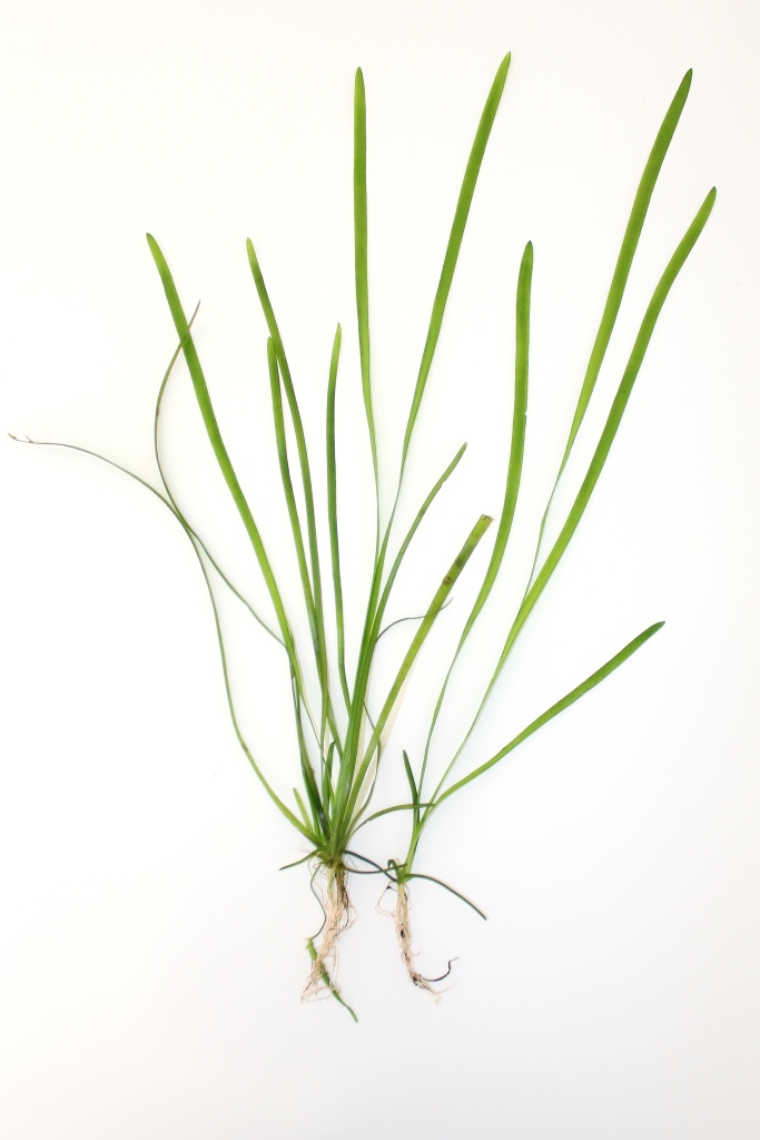 Tijgervallisneria — Vallisneria spiralis