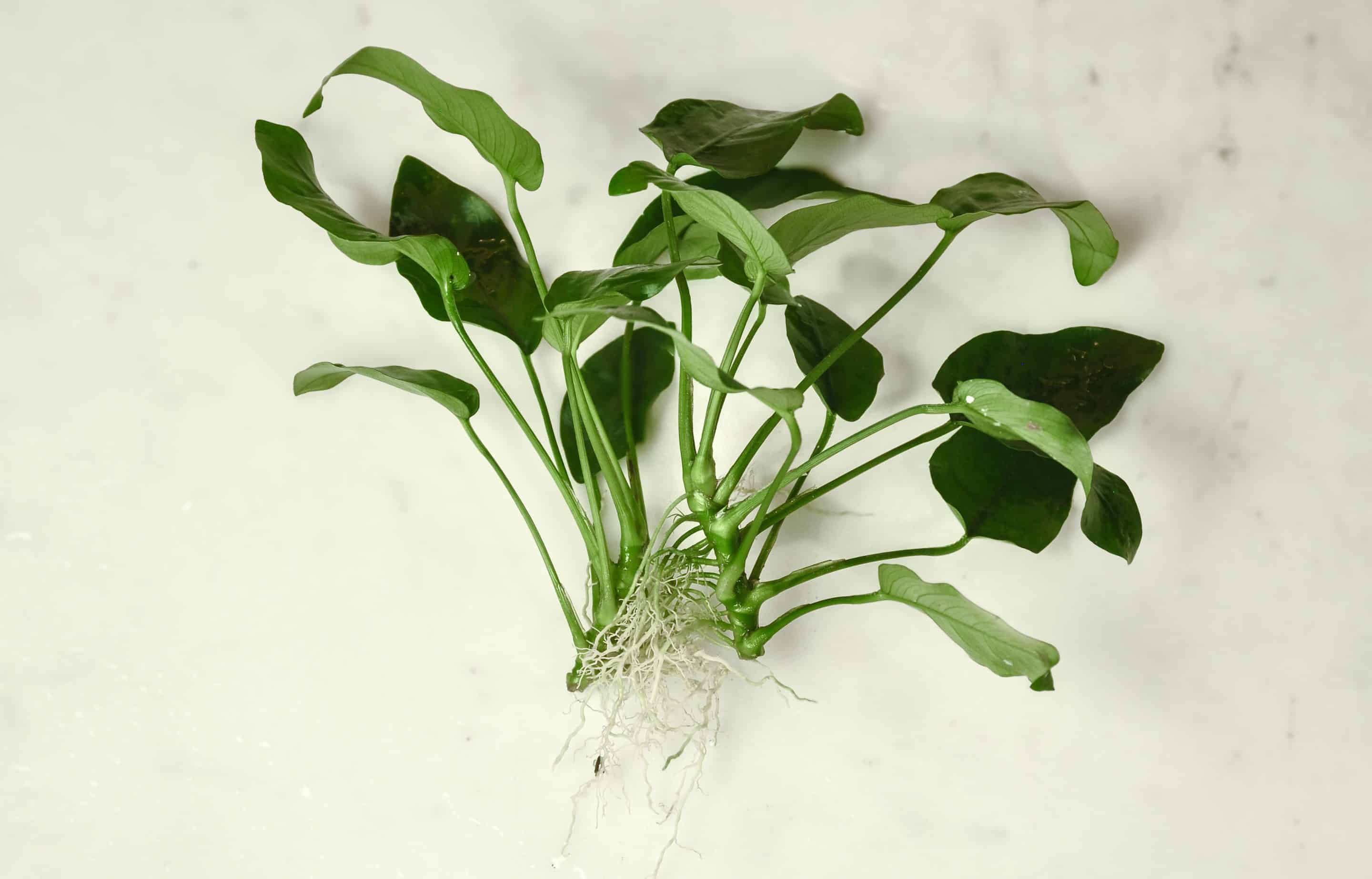 Dwerganubias — Anubias barteri var. nana