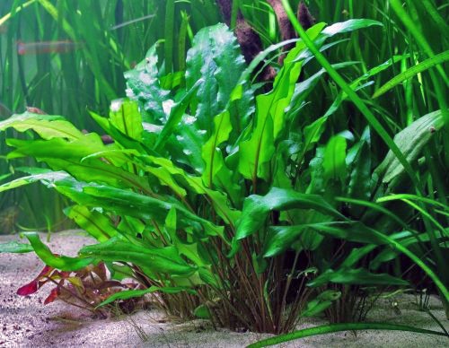 Groene waterkelk — Cryptocoryne wendtii 'Green'