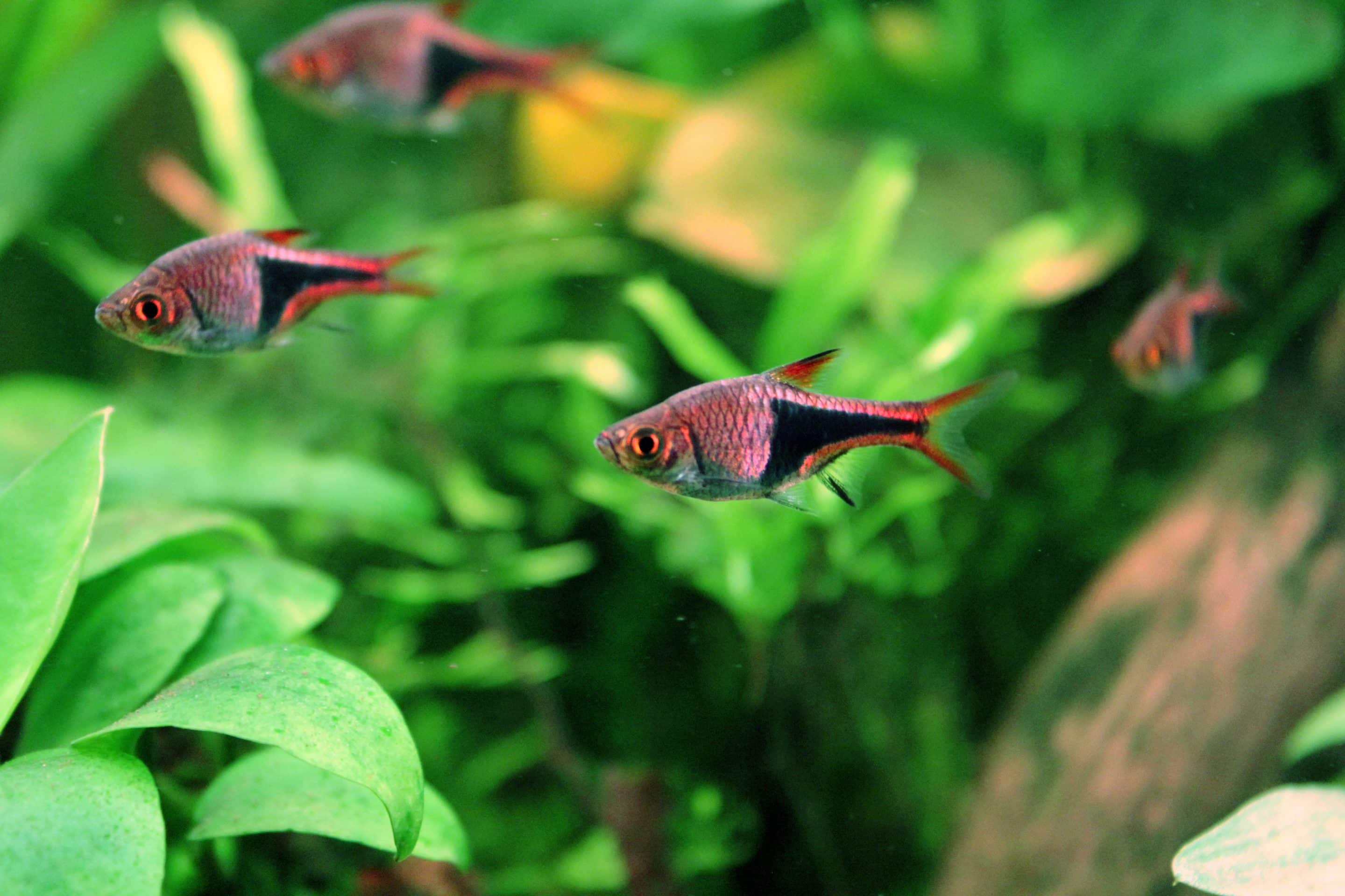 Kegelvlekbarbeel — Trigonostigma heteromorpha
