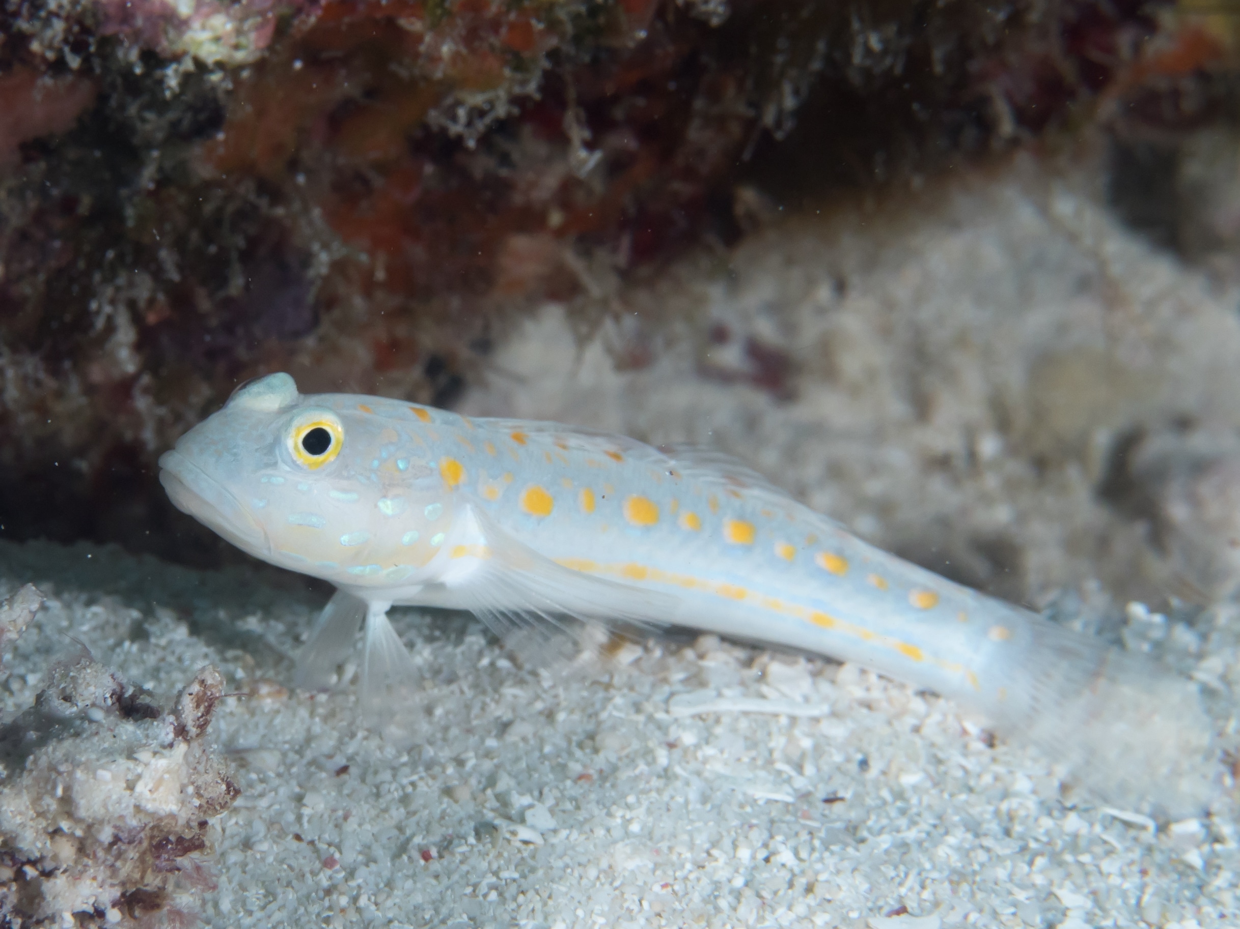 Diamantgrondel — Valenciennea puellaris