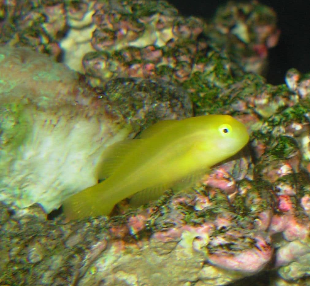 Gele koraalgrondel — Gobiodon okinawae