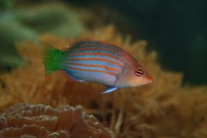 Zesstreeplipvis — Pseudocheilinus hexataenia