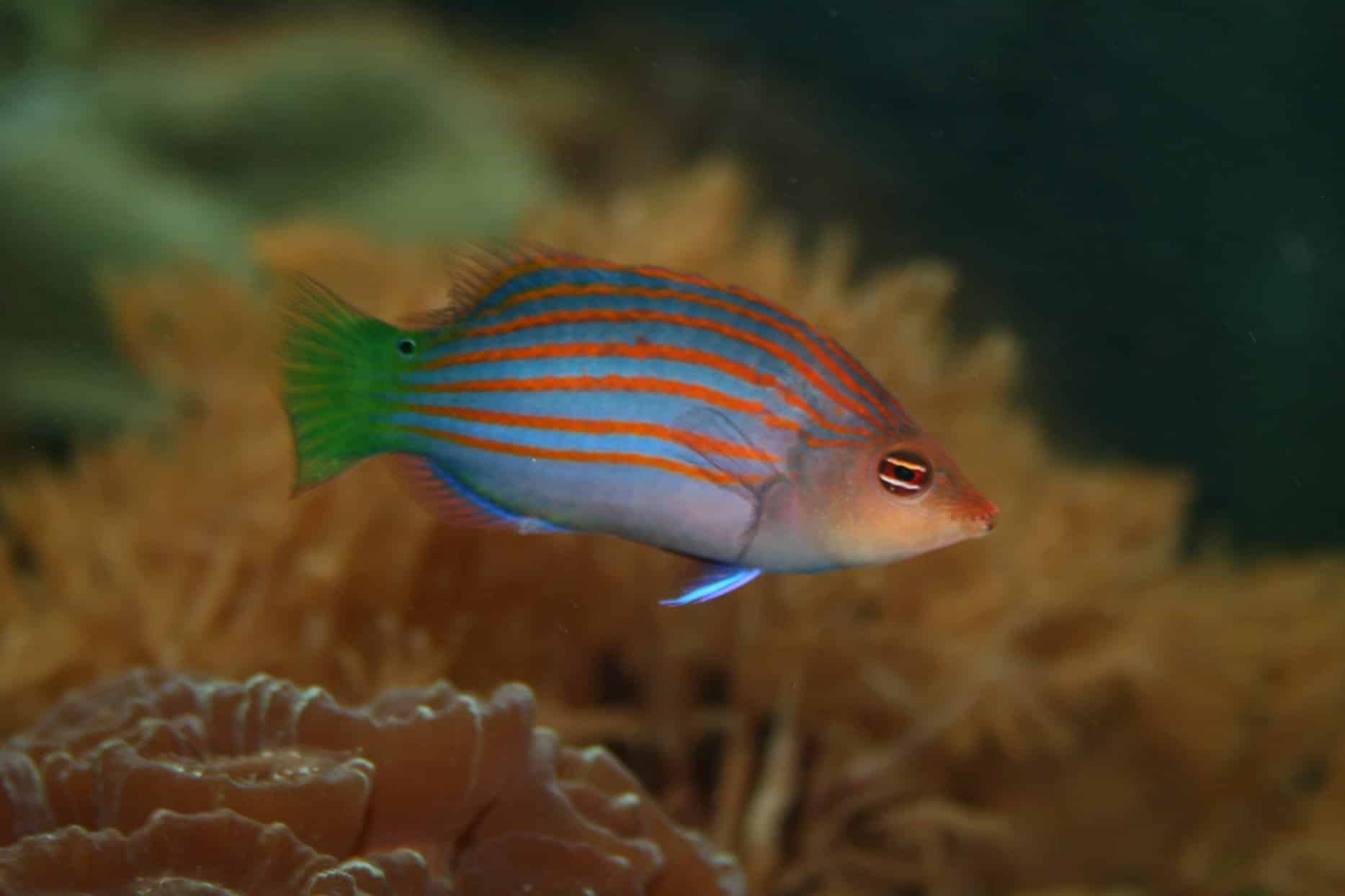 Zesstreeplipvis — Pseudocheilinus hexataenia