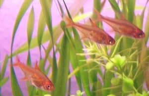 Vuurtetra — Hyphessobrycon amandae