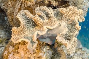 Levend koraal: Sarcophyton glaucum