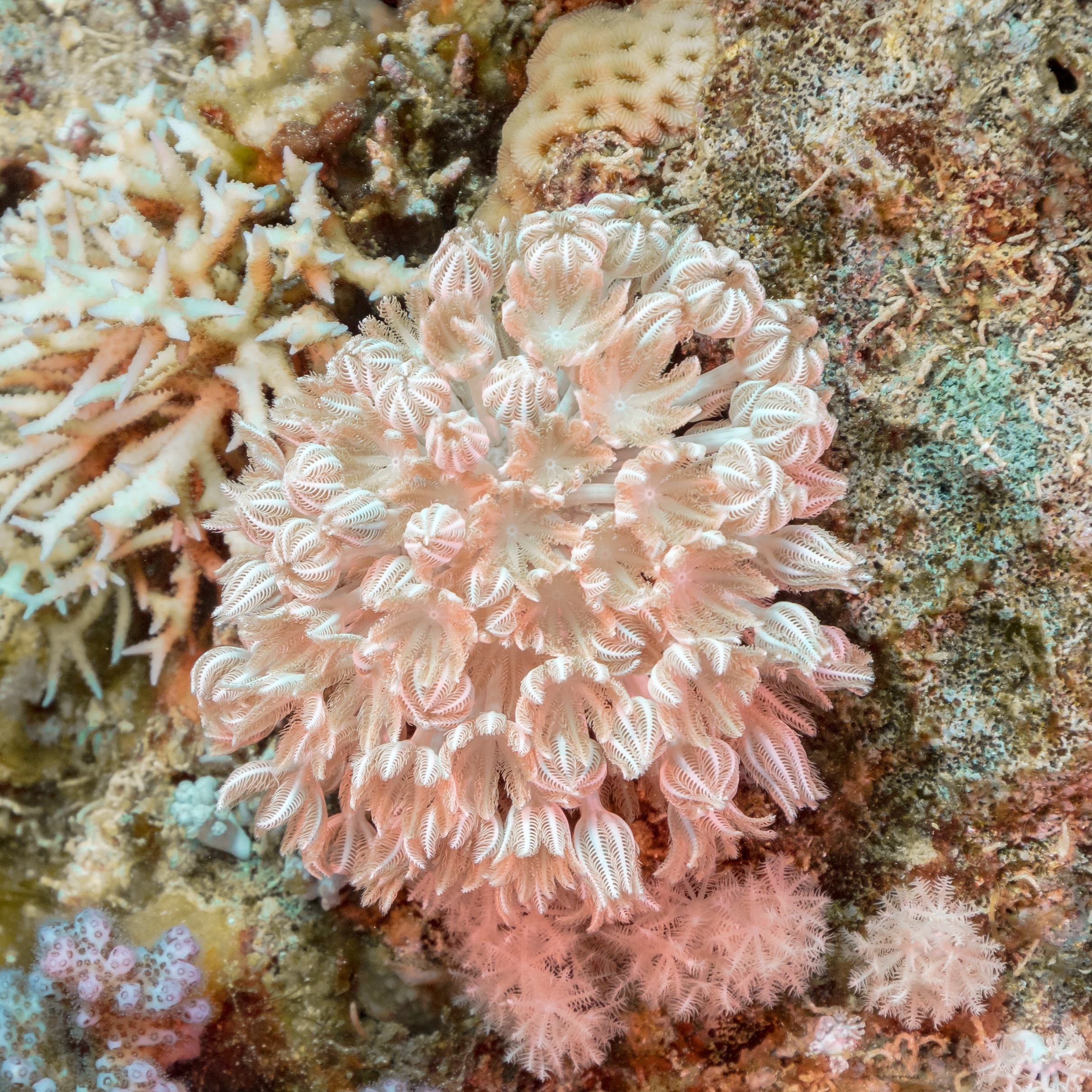Lebende Koralle: Xenia umbellata