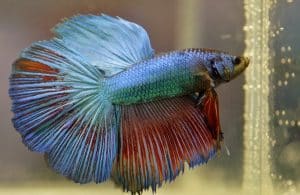 Siamese kempvis — Betta splendens