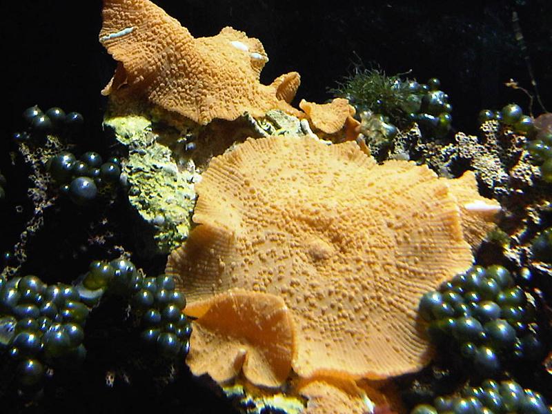Levend koraal: Discosoma nummiforme