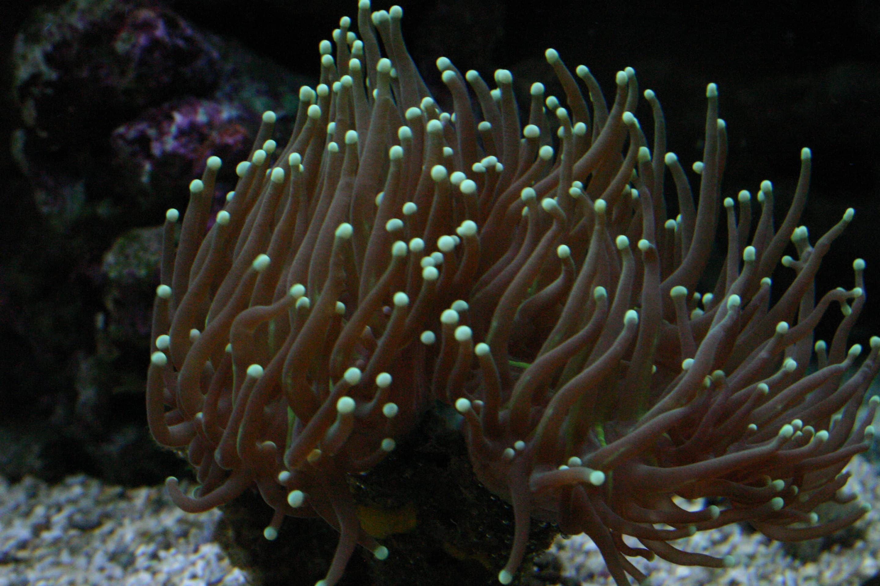 Levend koraal: Euphyllia glabrescens